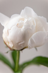 close up of white peony, Festiva Maxima peony, Couronne d'Or peony, white peony with pink center, white flower macro © Sylvia Multi
