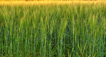 Agriculture, grain and green wheat field at farm in nature for sustainability, ecology or growth. Outdoor, organic and plants in countryside with crops for food production in environment in Denmark