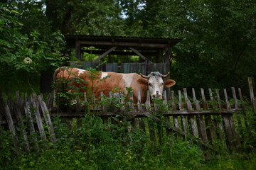 Cow in the village behind a wooden fence among green trees