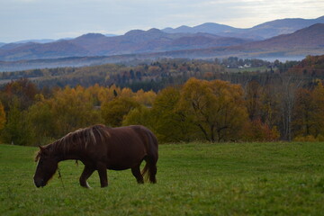 A horse grazes in a green field among the mountains