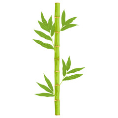 Bamboo. Asian forest plant with branches and leaves, green bamboo sprouts, Chinese or Japanese flora flat set.