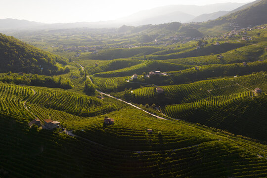 Aerial view of lush vineyards and rolling hills in the picturesque prosecco region, Guia, Italy.