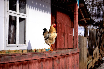 A rooster in the village near a house. Sunny day