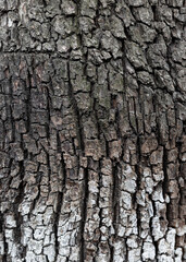 Bark background, tree bark texture. Pear. Wooden surface. Close up.