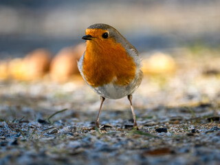 Rotkehlchen (Erithacus rubecula)