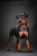 A miniature pinscher puppy stands on a black background. Black and Tan Dog