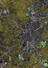 Green background, grass texture. Rural industry Spring field. Close-up from above. Grassy surface