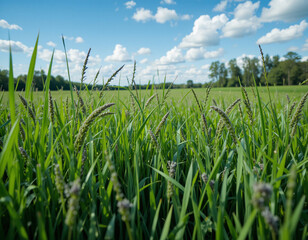 Obraz premium green wheat field