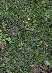 Green background, grass texture. Rural industry Spring field. Close-up from above. Grassy surface