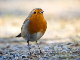 Rotkehlchen (Erithacus rubecula)