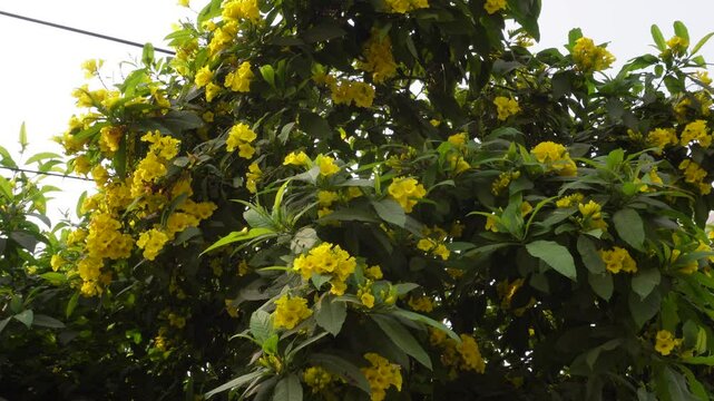Tecoma stans or Yellow Bells or Trumpet flower tree full of flowers