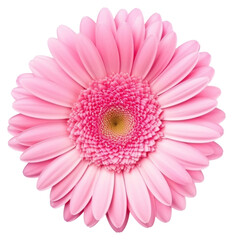 PNG Beautiful pink gerbera flower petals daisy photography.