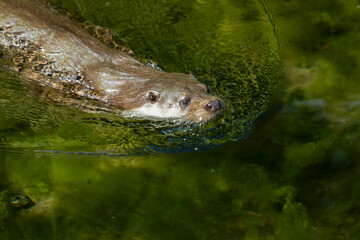 view on an otter in a watercourse