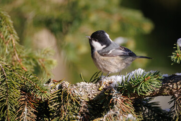 A coal tit sits on a spruce branch toward the camera lens on a sunny winter day.