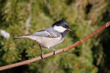 A coal tit sits on a thin branch perpendicular to the camera lens on a sunny winter day.