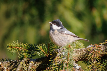 A coal tit sits on a spruce branch toward the camera lens on a sunny winter day.