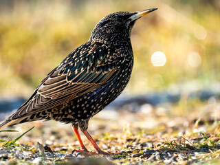 Star (Sturnus vulgaris)