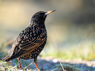 Star (Sturnus vulgaris)