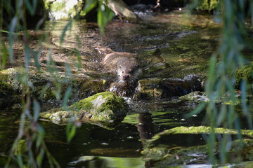 view on an otter in a watercourse