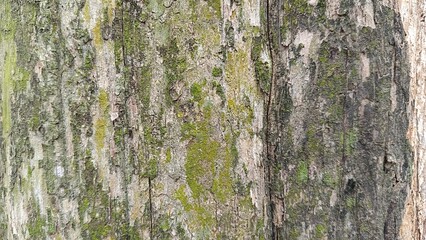 bark of a tree texture background