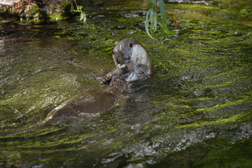 View on a couple of otters fighting in a watercourse