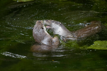 View on a couple of otters fighting in a watercourse
