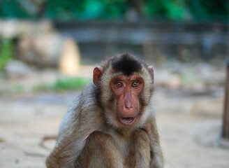 Long-tailed macaques are ecologically diverse and in Malaysia we can see a group of them in coastal lowland forests and the swamp forests.