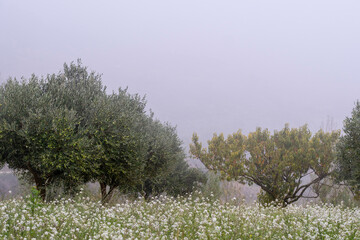 A tranquil scene featuring a misty olive grove adorned with white wildflowers, evoking feelings of peace, nostalgia, and natural beauty amidst the gentle fog in La Rioja Spain
