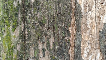 Fototapeta premium bark texture background