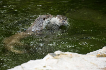 View on a couple of otters fighting in a watercourse