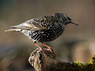 Star (Sturnus vulgaris)