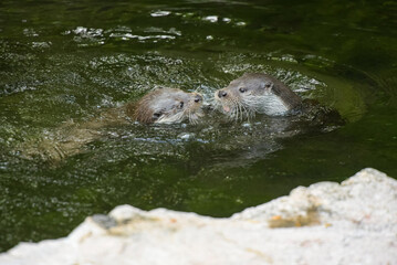 View on a couple of otters fighting in a watercourse