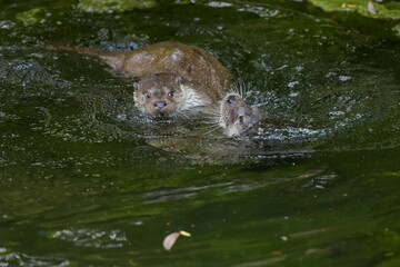 Fototapeta premium View on a couple of otters fighting in a watercourse