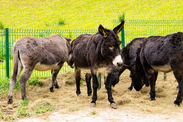 Fototapeta premium Donkey sanctuary in the village