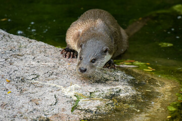 view on an otter in a watercourse