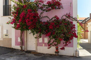 Bougainvillea blooms surround a pink house on a sunny day in an idyllic neighborhood