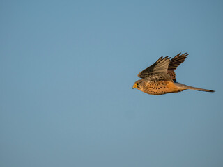 Turmfalke (Falco tinnunculus)