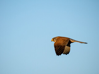 Turmfalke (Falco tinnunculus)