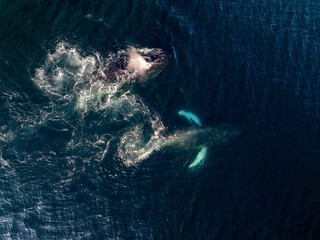Aerial view of humpback whales swimming in the beautiful ocean, Unalaska, United States.