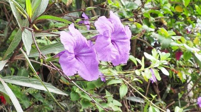 Purple Ruellia simplex flowers in a Garden