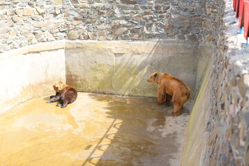 Enclosure with Stone Wall Background, animals in captivity, suffering of animals and birds in...