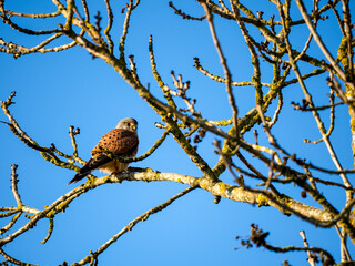Turmfalke (Falco tinnunculus)