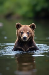 Obraz premium Brown bear cub swimming in river, wildlife portrait