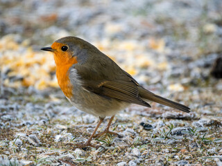 Rotkehlchen (Erithacus rubecula)