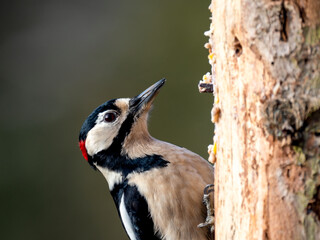 Buntspecht (Dendrocopos major)