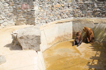 Enclosure with Stone Wall Background, animals in captivity, suffering of animals and birds in captivity.