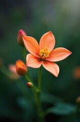 Fototapeta premium Bright orange pereskia bleo showing its delicate petals and buds