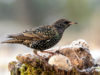 Star (Sturnus vulgaris)