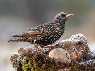 Star (Sturnus vulgaris)