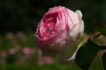 View of blooming patterned rose in white and pink, Sofia, Bulgaria  
